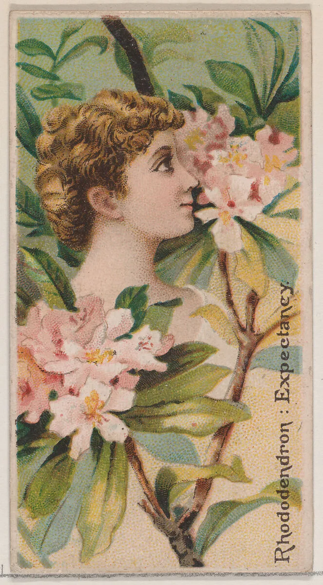 Rhododendron: Expectancy, from the series Floral Beauties and Language of Flowers (N75) for Duke brand cigarettes — Donaldson Brothers|American Tobacco Company