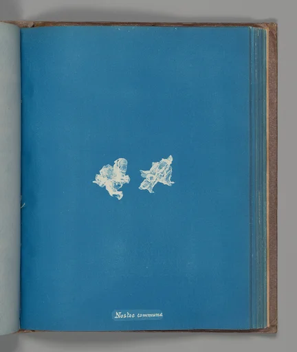 Nostoe commune