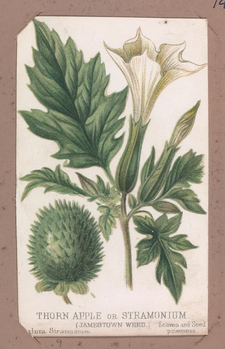 Thorn Apple or Stramonium from the Plants series — Louis Prang & Co.