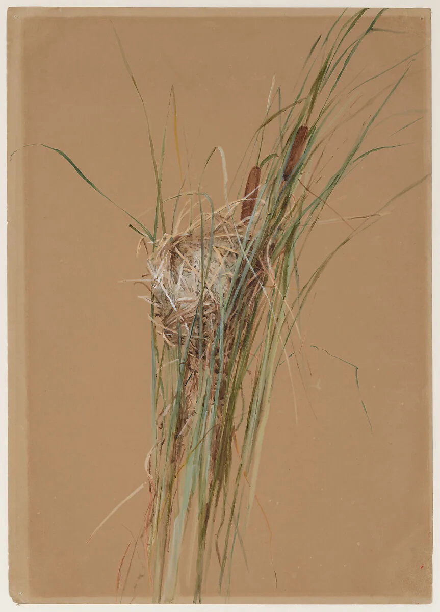 Bird's Nest in Cattails — Fidelia Bridges