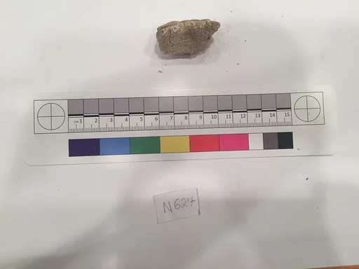 Stucco Fragment