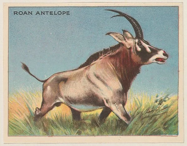 Roan Antelope, collector card from the Animals series (D9), issued by the Weber Baking Company to promote Onist Milk and Pullman Bread — Weber Baking Company