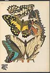 Papillons, Pl. 9 — Tolmer Editeur|Emile-Allain Séguy
