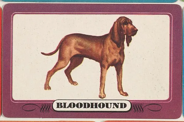 Bloodhound, bakery insert card from the Dogs series (D26), issued by the Omar Baking Company — Omar Baking Company