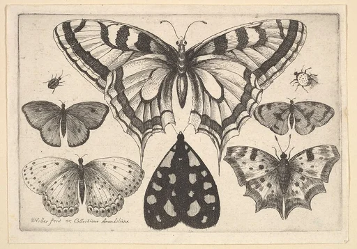 Five Butterflies, a Moth and Two Beetles