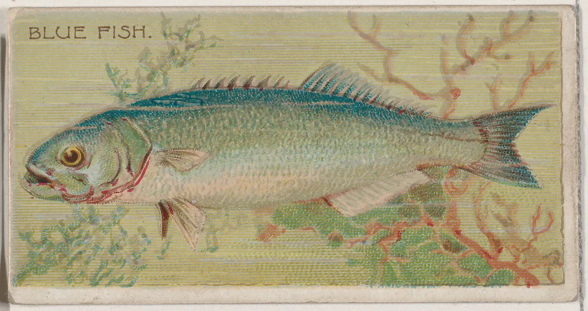 Blue Fish, from the series Fishers and Fish (N74) for Duke brand cigarettes — W. Duke, Sons & Co.|Knapp & Company