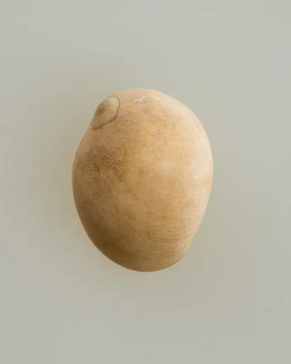 Shell pendant or bead