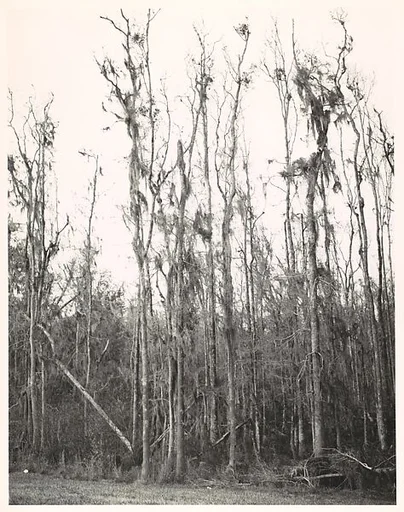 [Cypress Trees in Swamp, Florida]