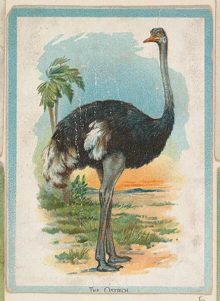 The Ostrich, collector card from the Birds and Animals series (D15), issued by the Schulze Baking Company — Schulze Baking Company