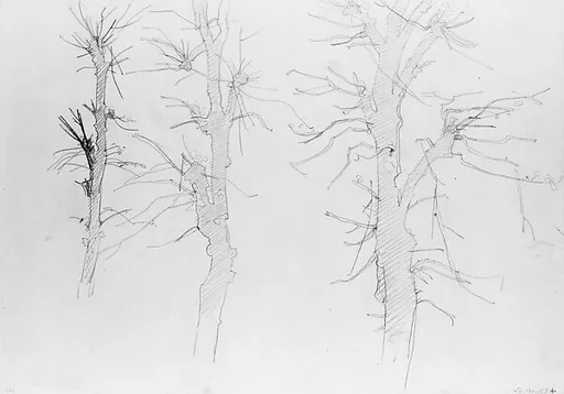 Shattered Trees