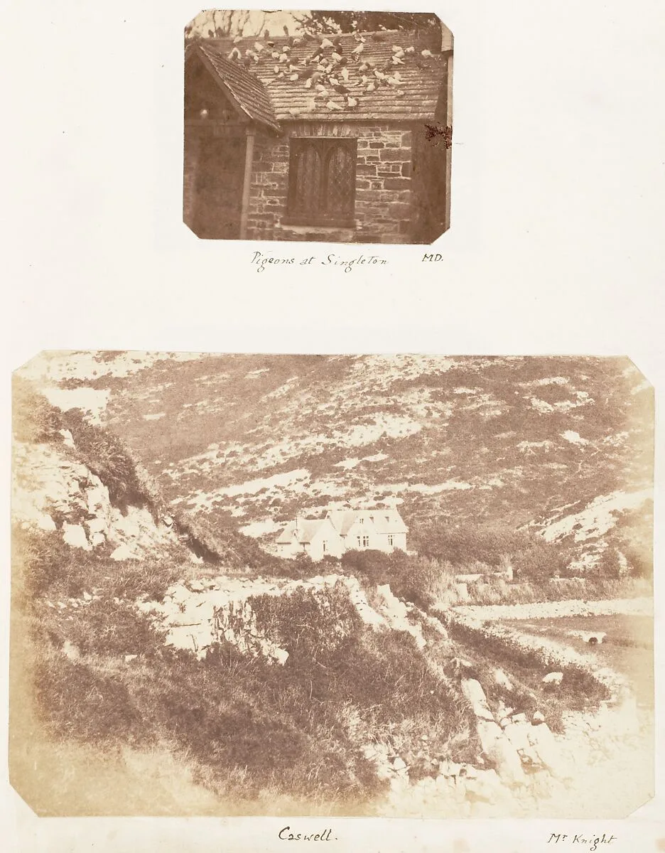 Pigeons at Singleton; Caswell — James Knight|M.D.