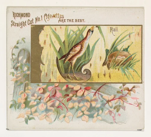 Rail, from the Game Birds series (N40) for Allen & Ginter Cigarettes