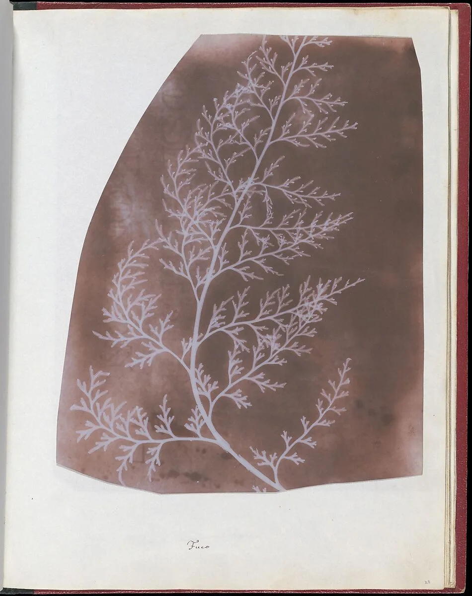 Wrack — William Henry Fox Talbot