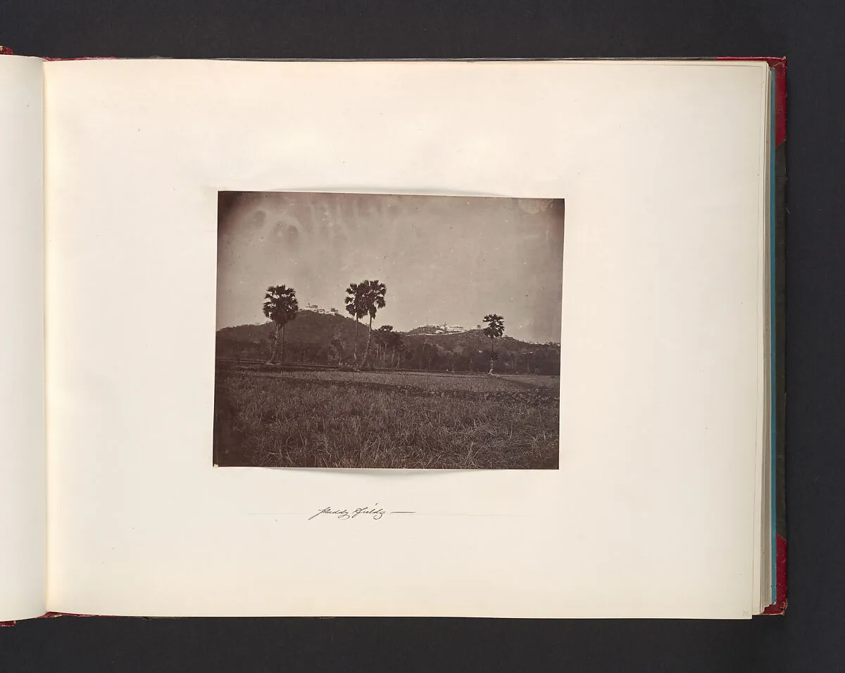 Paddy Fields — John Thomson