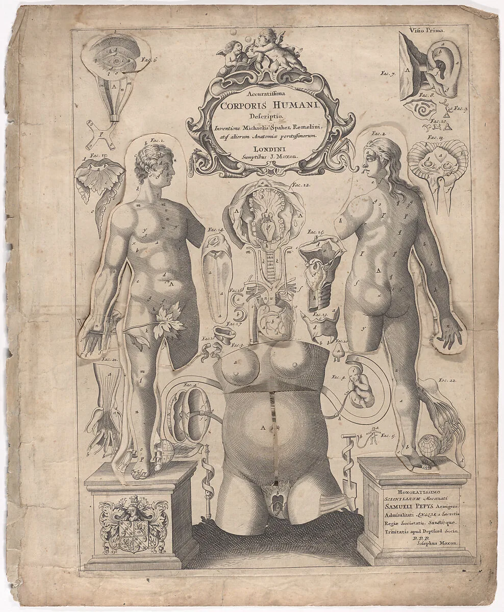 A Survey of the Microcosme or the Anatomie of the Bodies of Man and Woman wherein the Skin, Veins, Nerves, Muscles, Bones, Sinews and Ligaments Thereof are Accurately Delineated, and so Disposed by Pasting, as that Each Part of the Said Bodies Both Inward and Outward are Exactly Represented. Useful for all Doctors, Chyrurgeons, Statuaries, Painters, &c. — Joseph Moxon|Johann Remmelin|Michael Spaher|Samuel Pepys|John Ireton