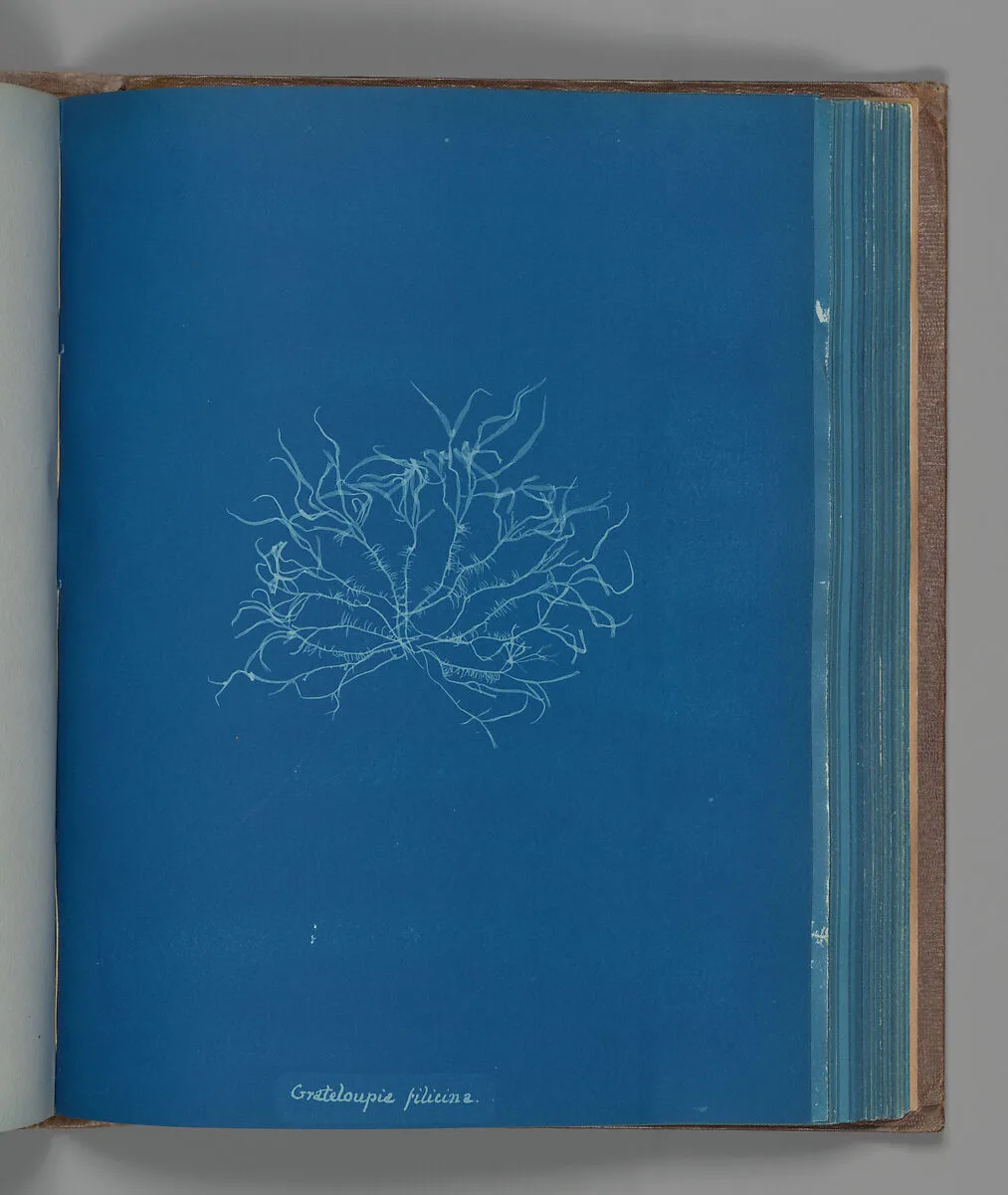 Grateloupia filicina — Anna Atkins