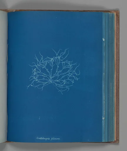 Grateloupia filicina