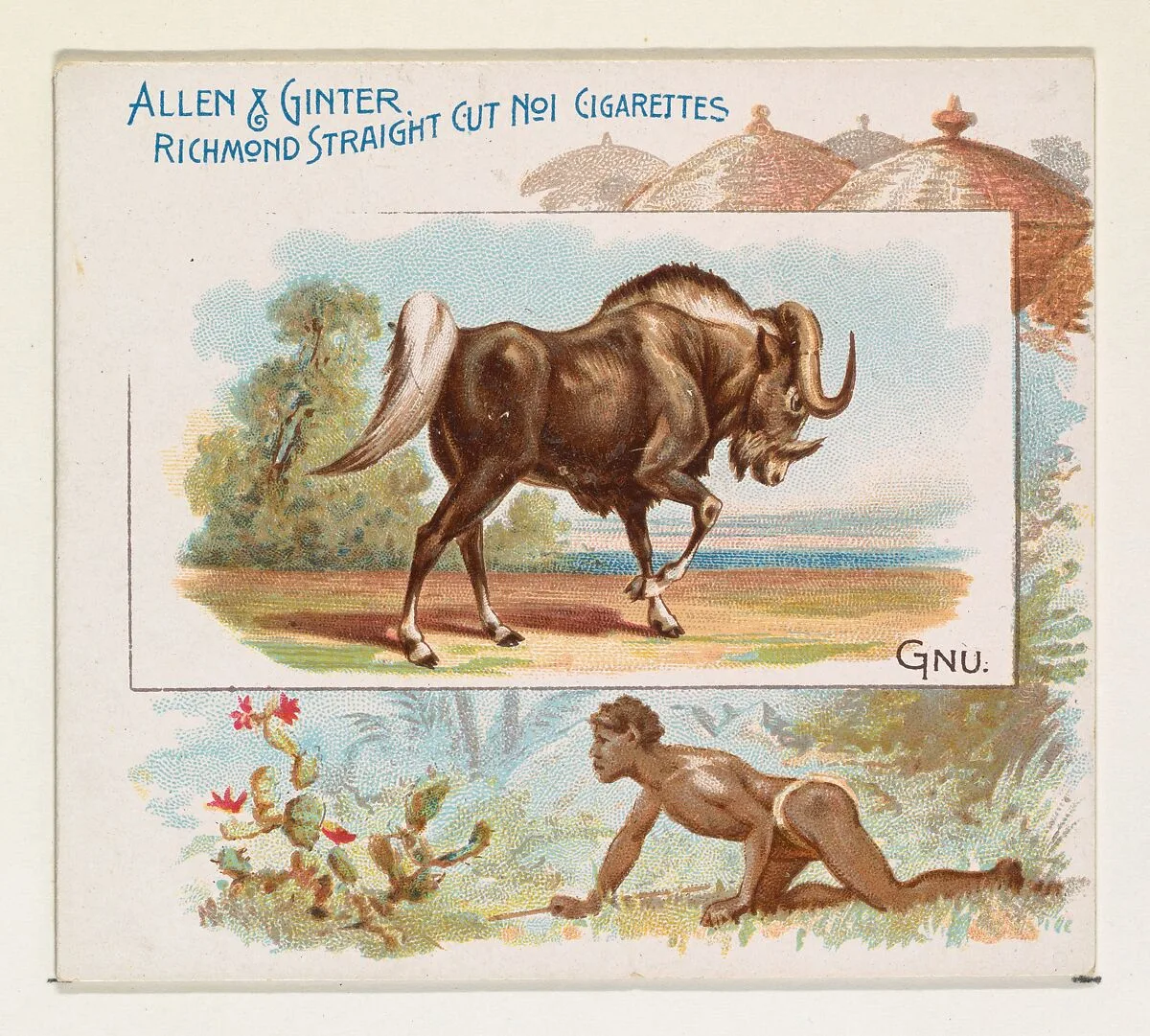 Gnu, from Quadrupeds series (N41) for Allen & Ginter Cigarettes — Allen & Ginter|Lindner, Eddy & Claus
