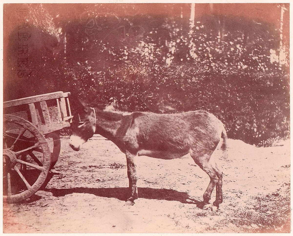 Ane attaché à une charette — Unknown|Imprimerie photographique de Blanquart-Évrard, à Lille