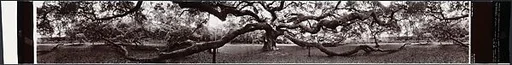 Angel Oak