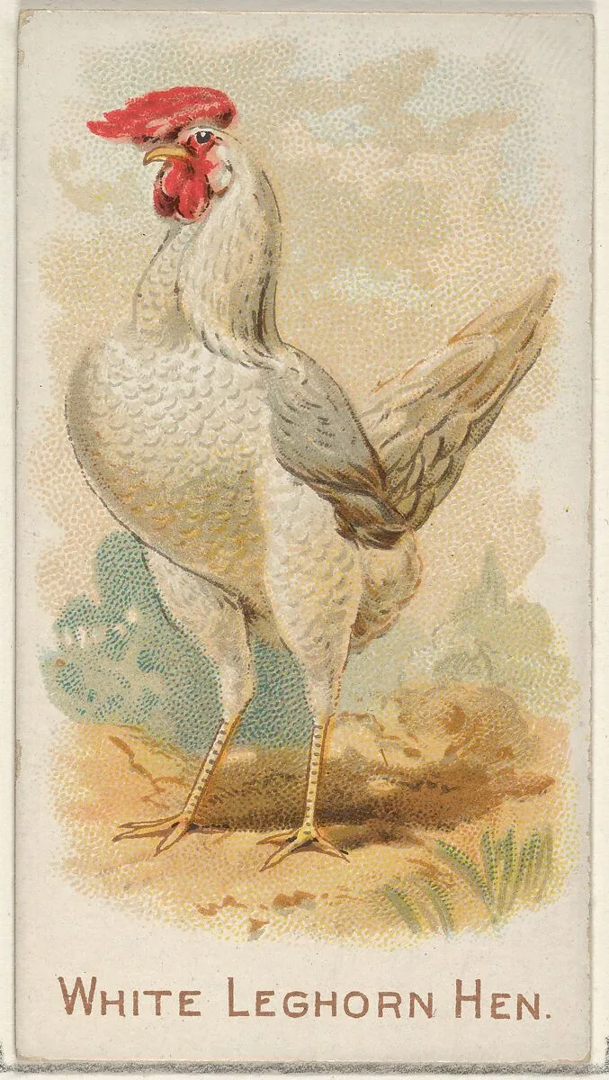White Leghorn Hen, from the Prize and Game Chickens series (N20) for Allen & Ginter Cigarettes — Allen & Ginter|The Gast Lithograph & Engraving Company