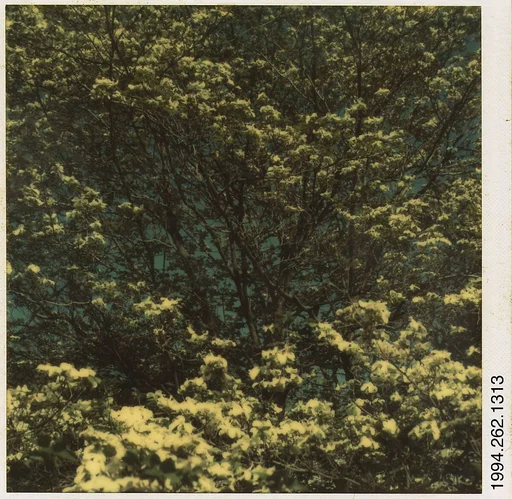 [Flowering Trees]