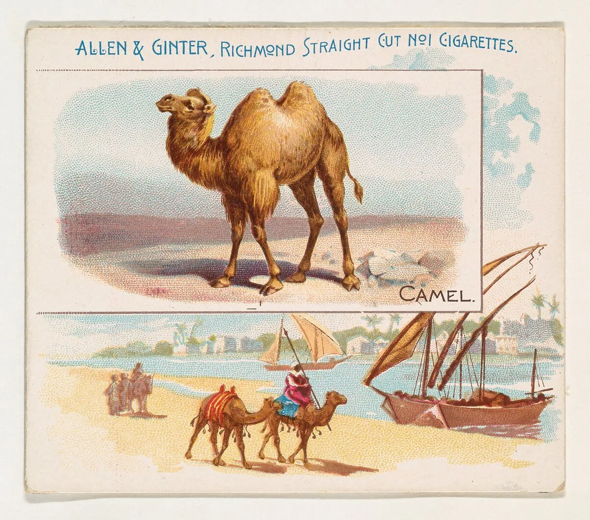 Camel, from Quadrupeds series (N41) for Allen & Ginter Cigarettes — Allen & Ginter|Lindner, Eddy & Claus