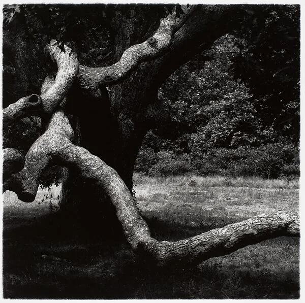 The Tree, Martha's Vineyard — Aaron Siskind