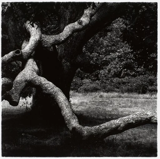 The Tree, Martha's Vineyard