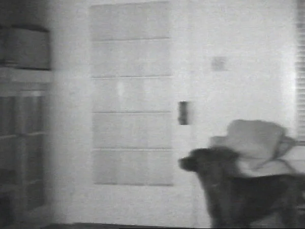 The Door — William Wegman