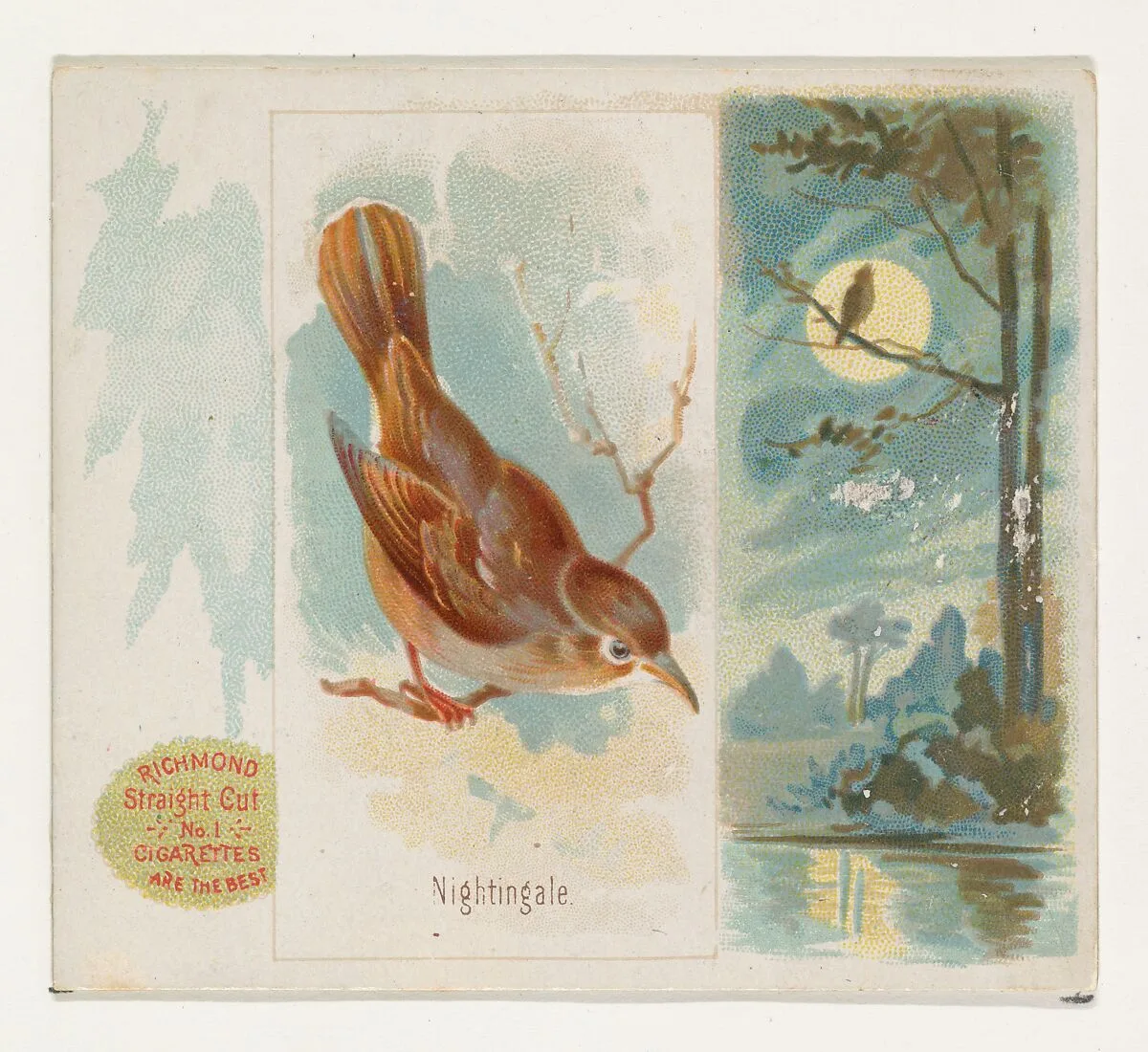 Nightingale, from the Song Birds of the World series (N42) for Allen & Ginter Cigarettes — Allen & Ginter|George S. Harris & Sons
