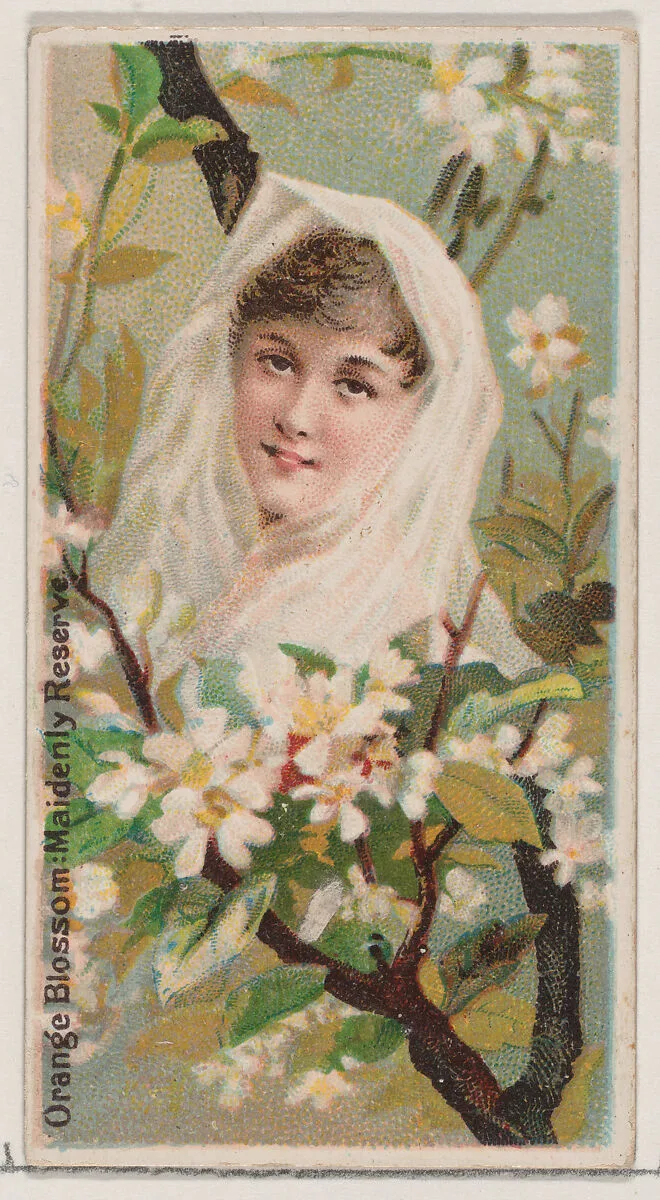 Orange Blossom: Maidenly Reserve, from the series Floral Beauties and Language of Flowers (N75) for Duke brand cigarettes — Donaldson Brothers|American Tobacco Company