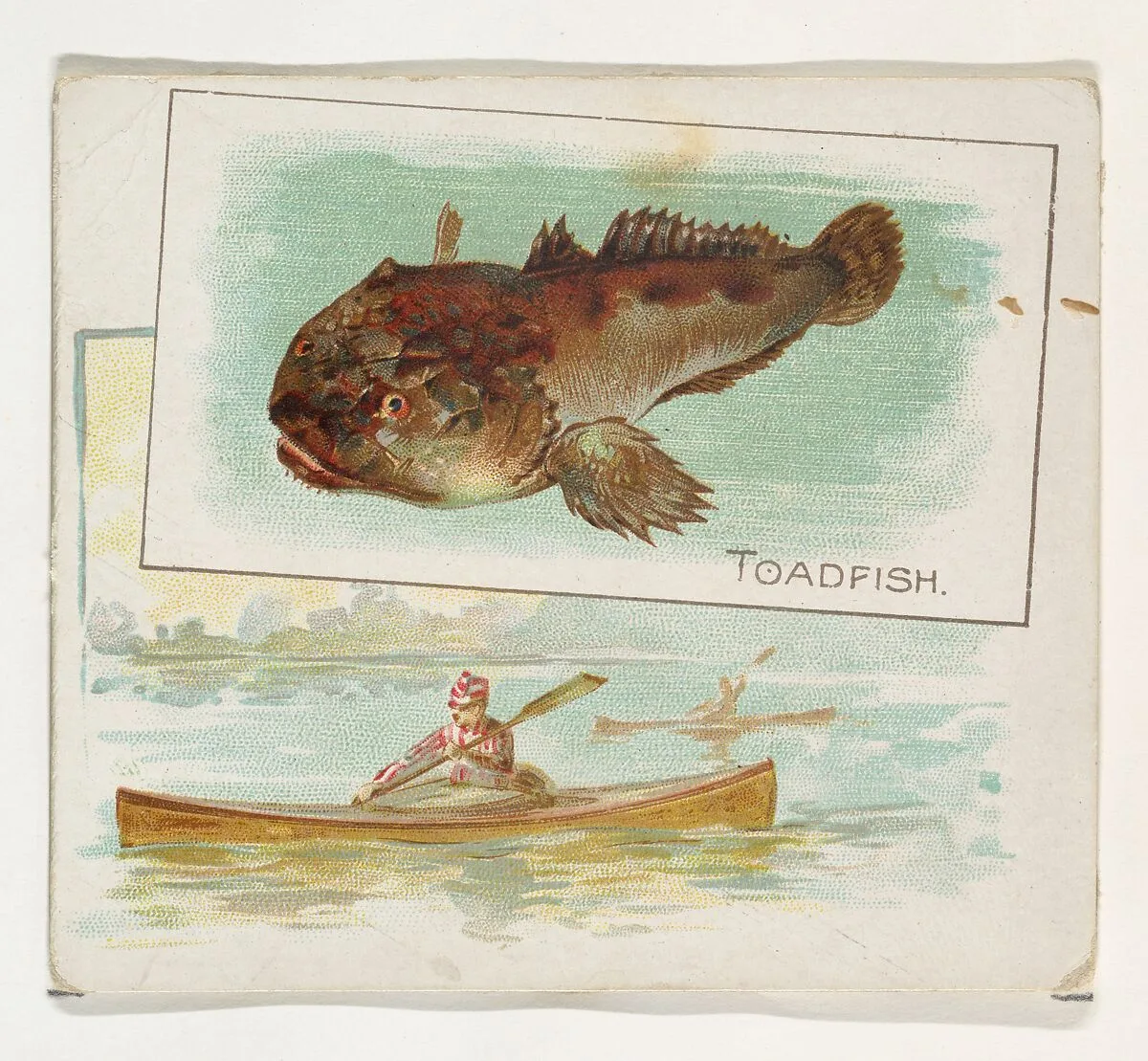 Toadfish, from Fish from American Waters series (N39) for Allen & Ginter Cigarettes — Lindner, Eddy & Claus|Allen & Ginter