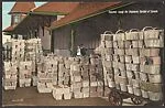Peaches ready for Shipment, Garden of Canada.