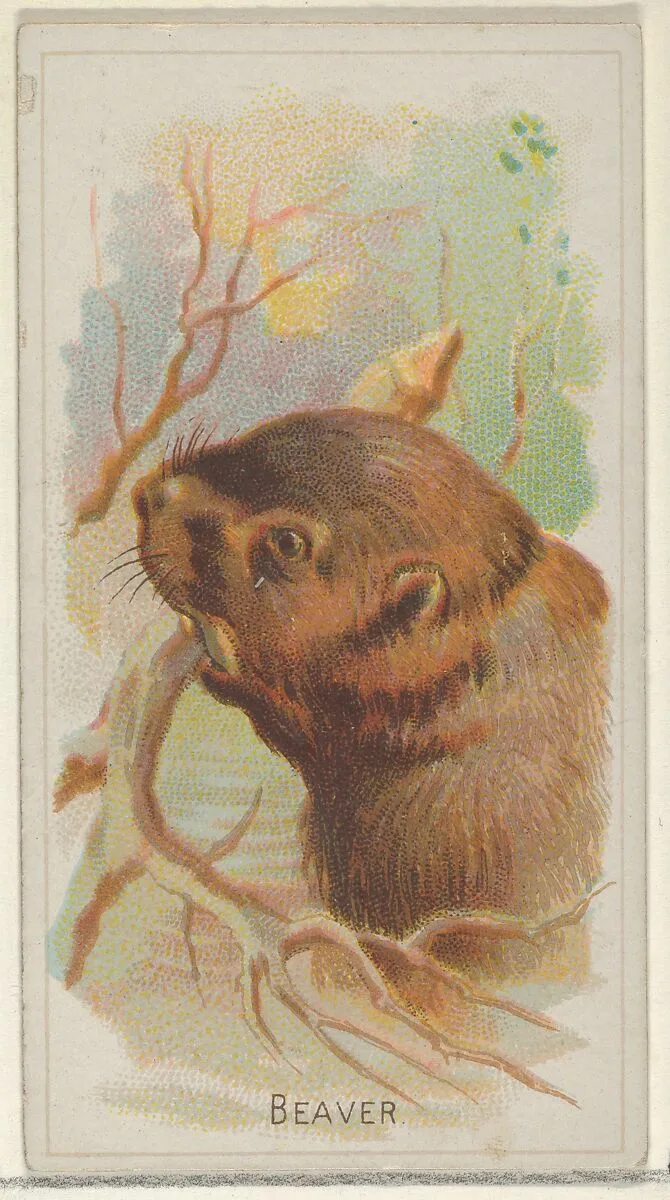 Beaver, from the Wild Animals of the World series (N25) for Allen & Ginter Cigarettes — George S. Harris & Sons|Allen & Ginter