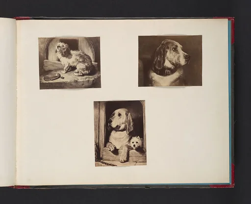 [Dogs]