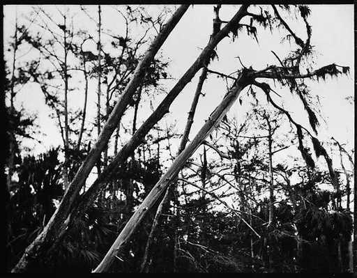[Cypresses in Everglades, Florida]