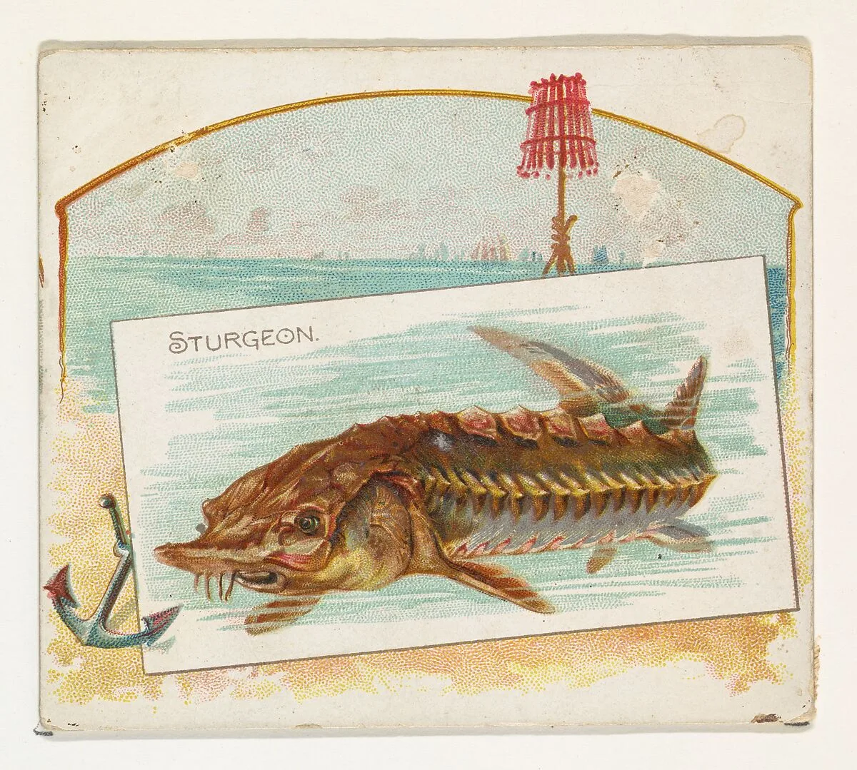 Sturgeon, from Fish from American Waters series (N39) for Allen & Ginter Cigarettes — Lindner, Eddy & Claus|Allen & Ginter
