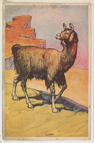 Llama, collector card from the Animal's Pictures series (D12), issued by Roulstons Bread — Roulstons Bread