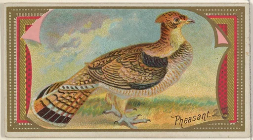 Pheasant, from the Game Birds series (N13) for Allen & Ginter Cigarettes Brands