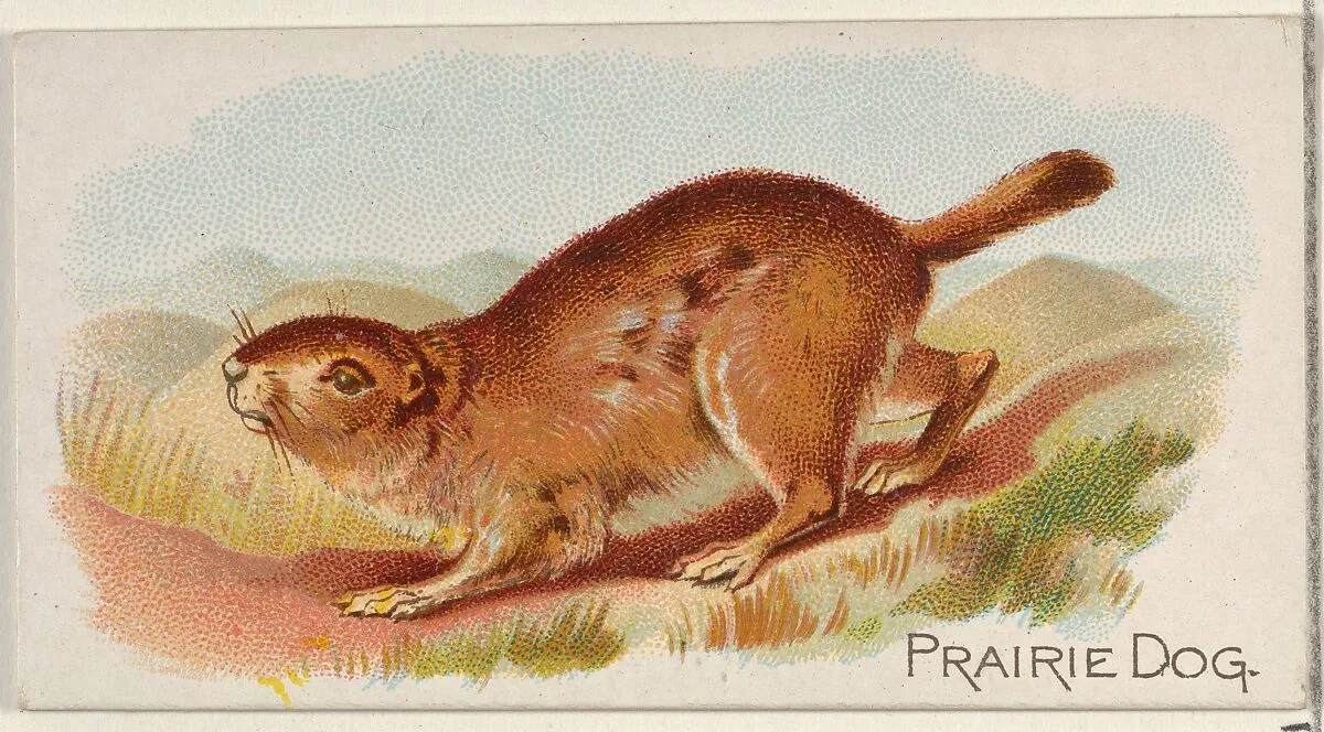 Prairie Dog, from the Quadrupeds series (N21) for Allen & Ginter Cigarettes — Allen & Ginter|Lindner, Eddy & Claus