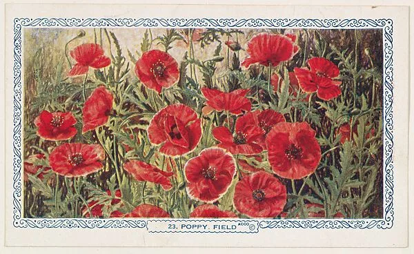 23. Poppy Field, bakery insert card from the Flower Pictures series (D36), issued by the Freihofer Baking Company — Freihofer Baking Company