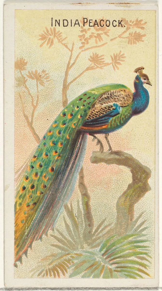 India Peacock, from the Birds of the Tropics series (N5) for Allen & Ginter Cigarettes Brands — Allen & Ginter|George S. Harris & Sons