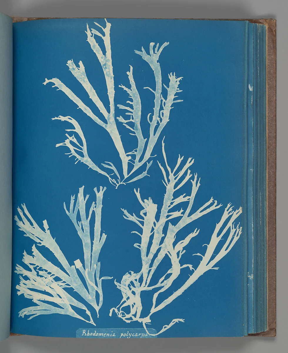 Rhodomenia Polycarpa — Anna Atkins