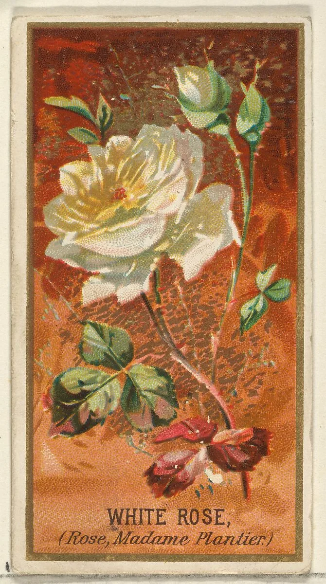 White Rose (Rose, Madame Plantier), from the Flowers series for Old Judge Cigarettes — Goodwin & Company|George S. Harris & Sons