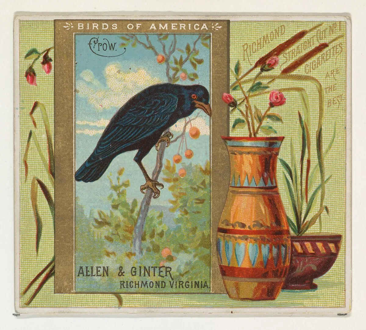Crow, from the Birds of America series (N37) for Allen & Ginter Cigarettes — Allen & Ginter