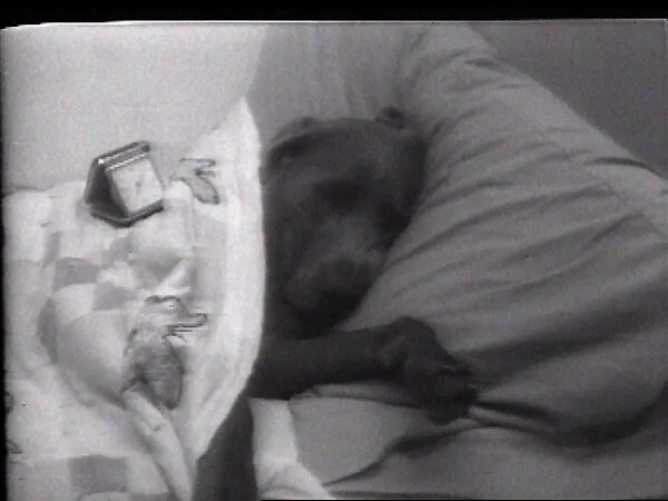 Wake Up — William Wegman