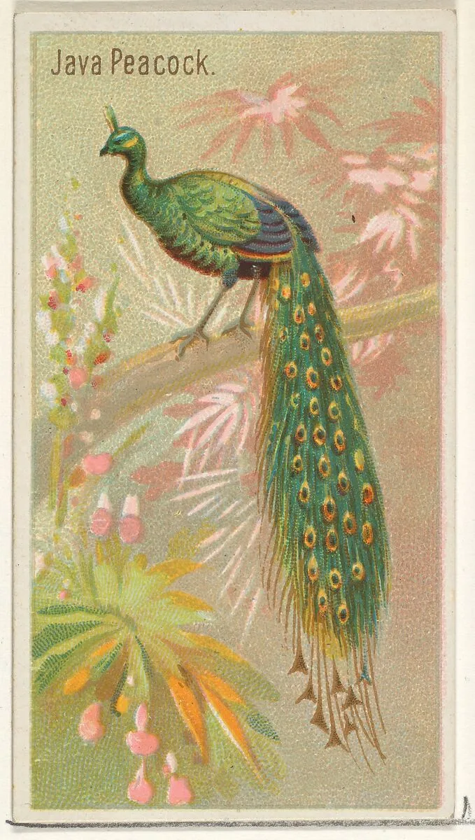 Java Peacock, from the Birds of the Tropics series (N5) for Allen & Ginter Cigarettes Brands — Allen & Ginter|George S. Harris & Sons