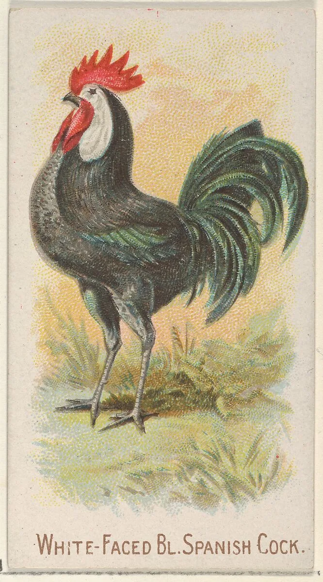 White-Faced Black Spanish Cock, from the Prize and Game Chickens series (N20) for Allen & Ginter Cigarettes — Allen & Ginter|The Gast Lithograph & Engraving Company