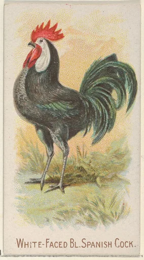 White-Faced Black Spanish Cock, from the Prize and Game Chickens series (N20) for Allen & Ginter Cigarettes